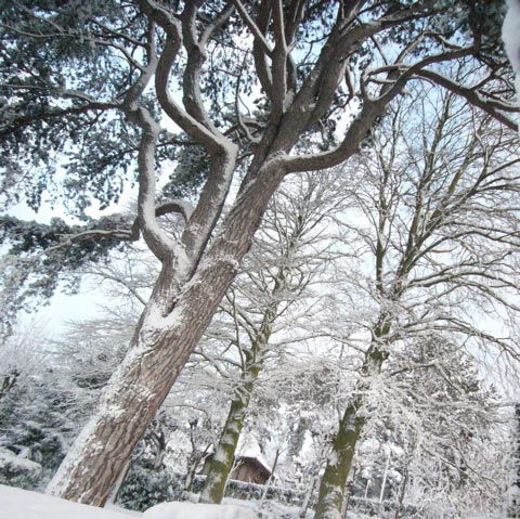 etretat arbre sous neige